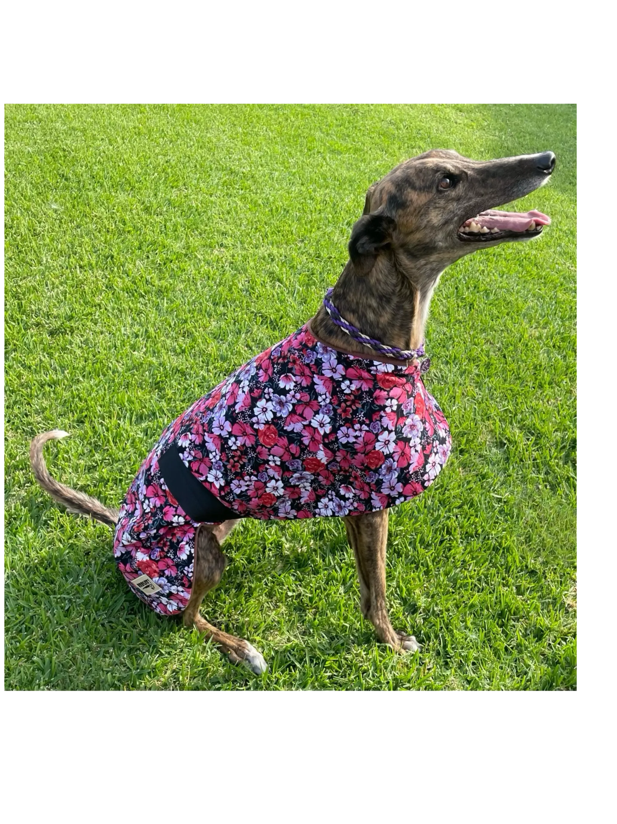 Autumn range Greyhound floral print pin corduroy & Lightweight fleece washable